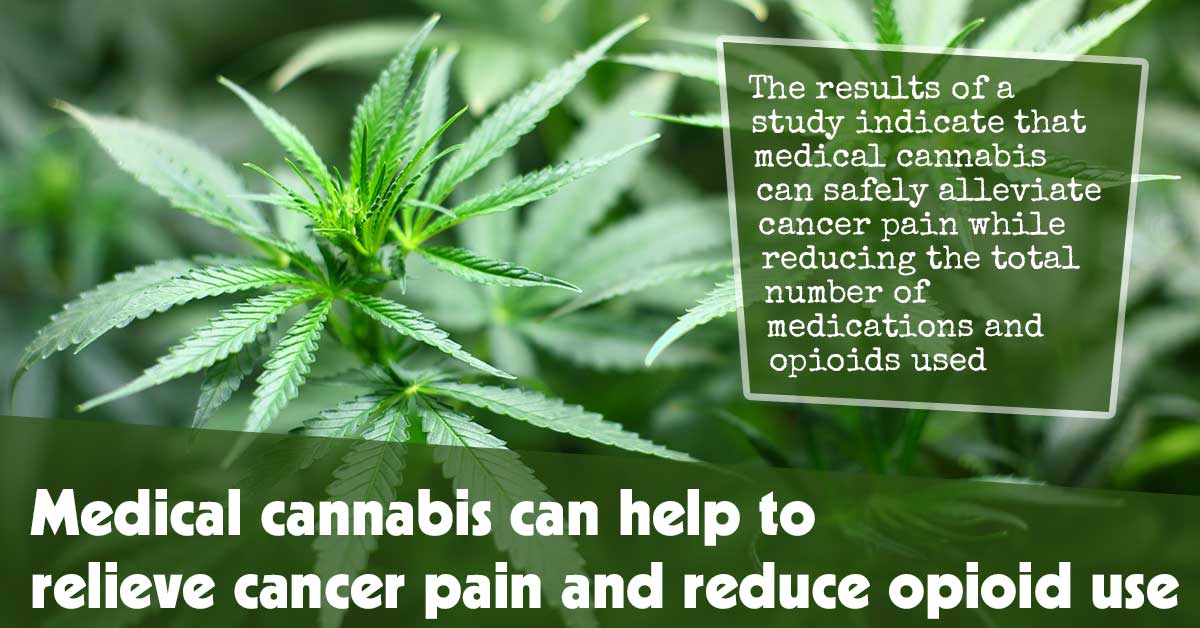 Potential of Medical Cannabis in Relieving Cancer Pain and Reducing Opioid Dependency